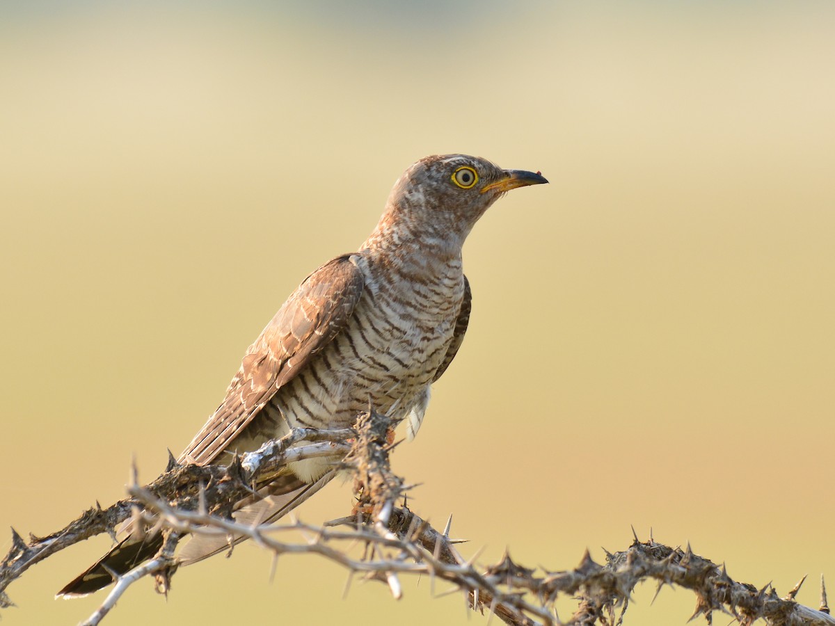 Common Cuckoo - Renuka Vijayaraghavan