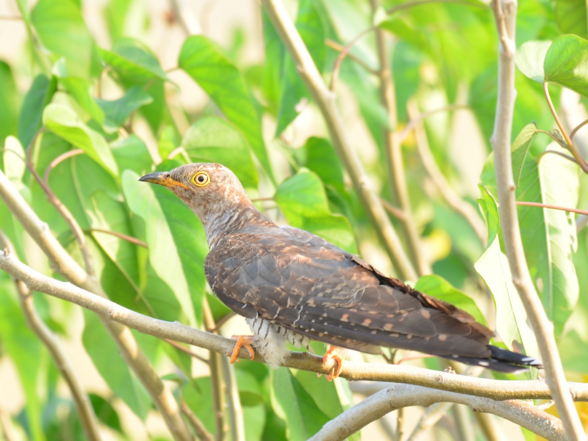 Common Cuckoo - Renuka Vijayaraghavan