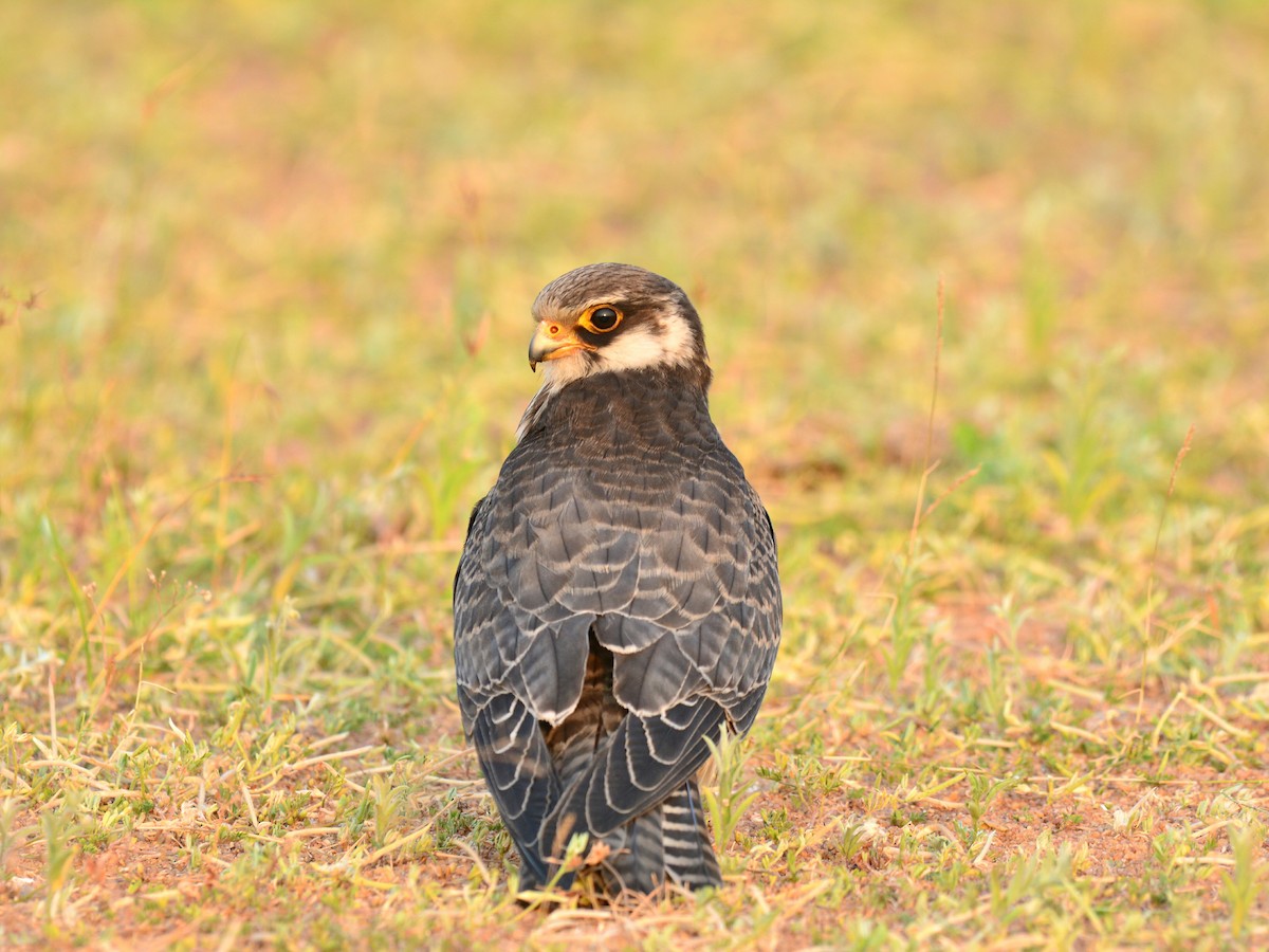 Amur Falcon - Renuka Vijayaraghavan
