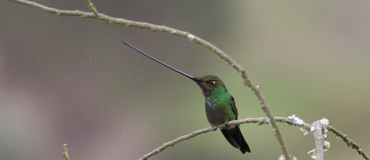 Sword-billed Hummingbird - Caleb Putnam