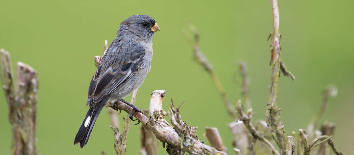 Band-tailed Seedeater - ML435224241