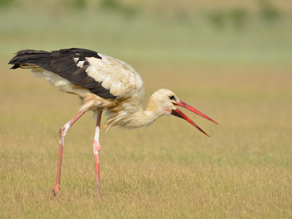 White Stork - Renuka Vijayaraghavan
