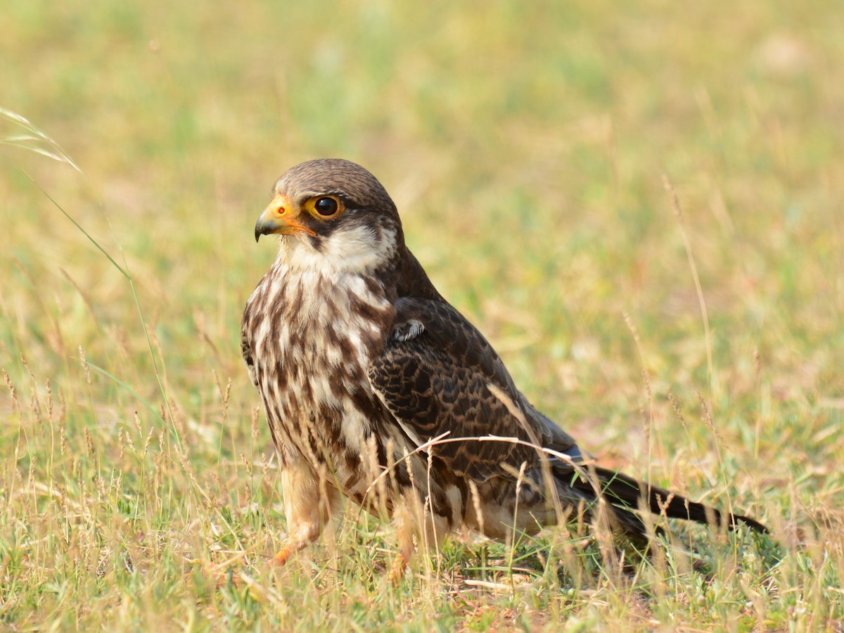 Amur Falcon - Renuka Vijayaraghavan