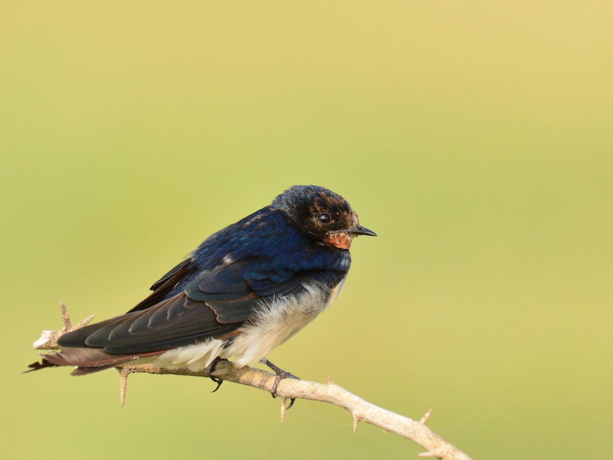 Barn Swallow - Renuka Vijayaraghavan
