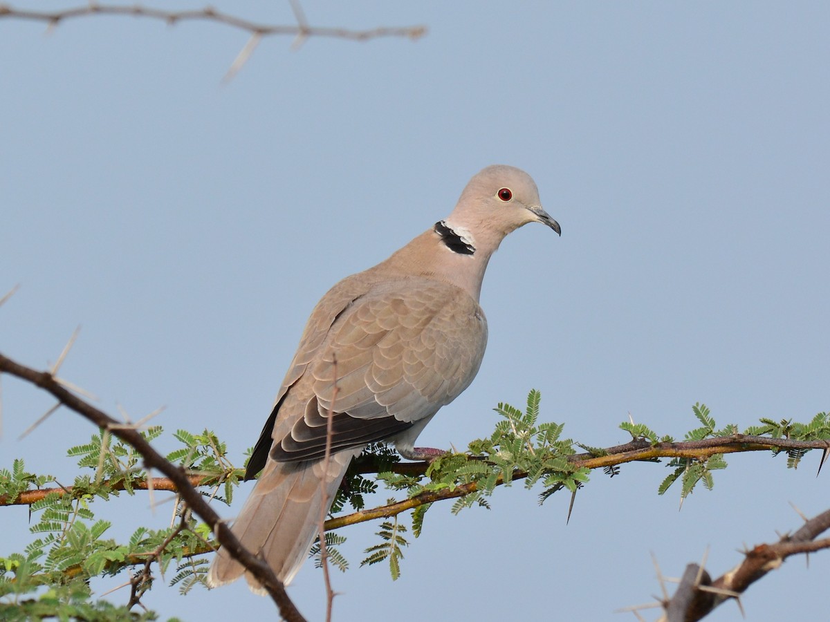 Eurasian Collared-Dove - Renuka Vijayaraghavan