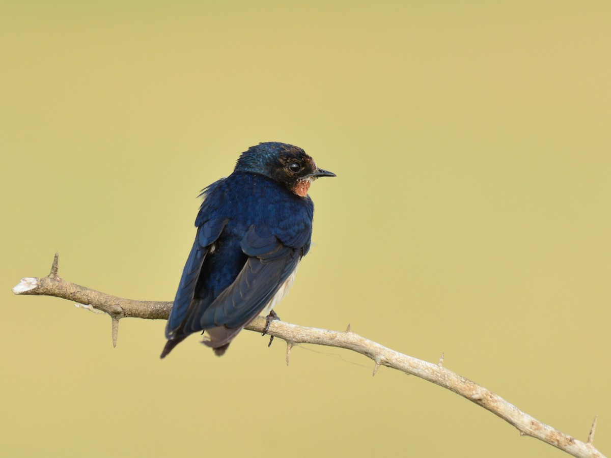 Barn Swallow - Renuka Vijayaraghavan