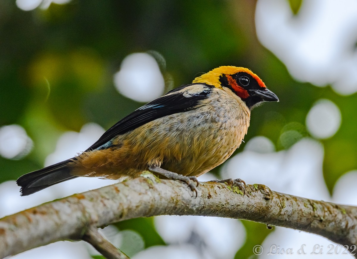 Flame-faced Tanager - ML435228491