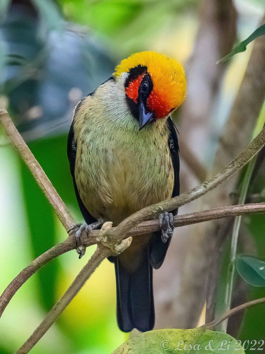 Flame-faced Tanager - ML435228581