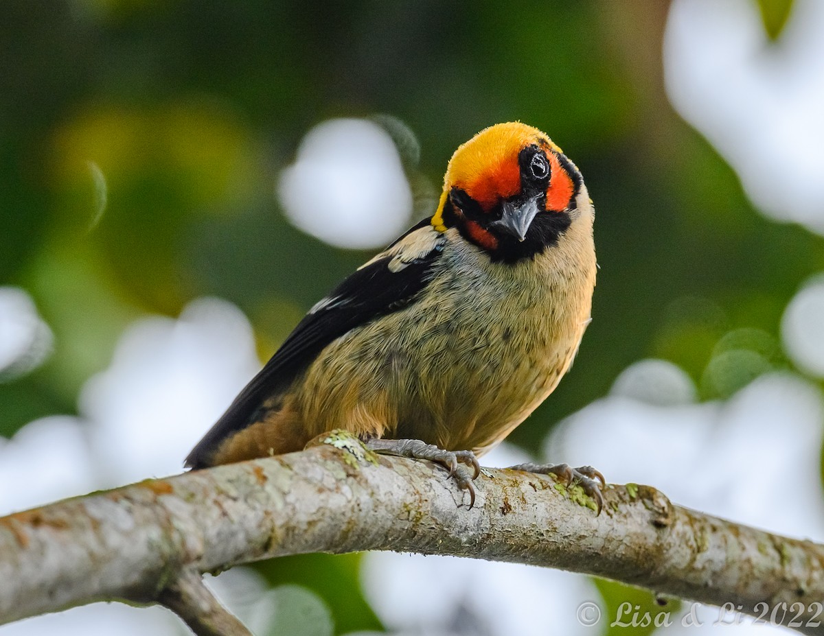 Flame-faced Tanager - ML435228601