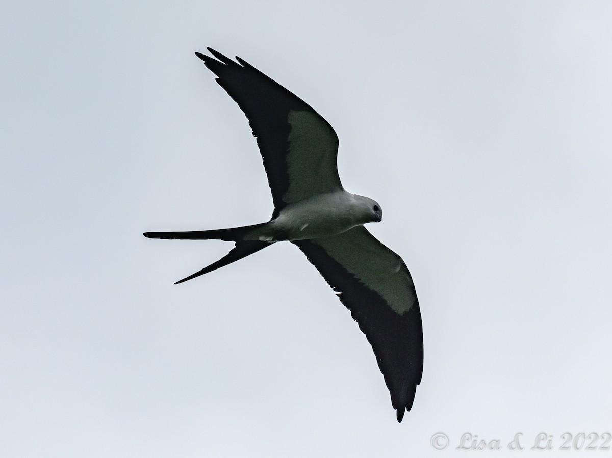 Swallow-tailed Kite - ML435228701