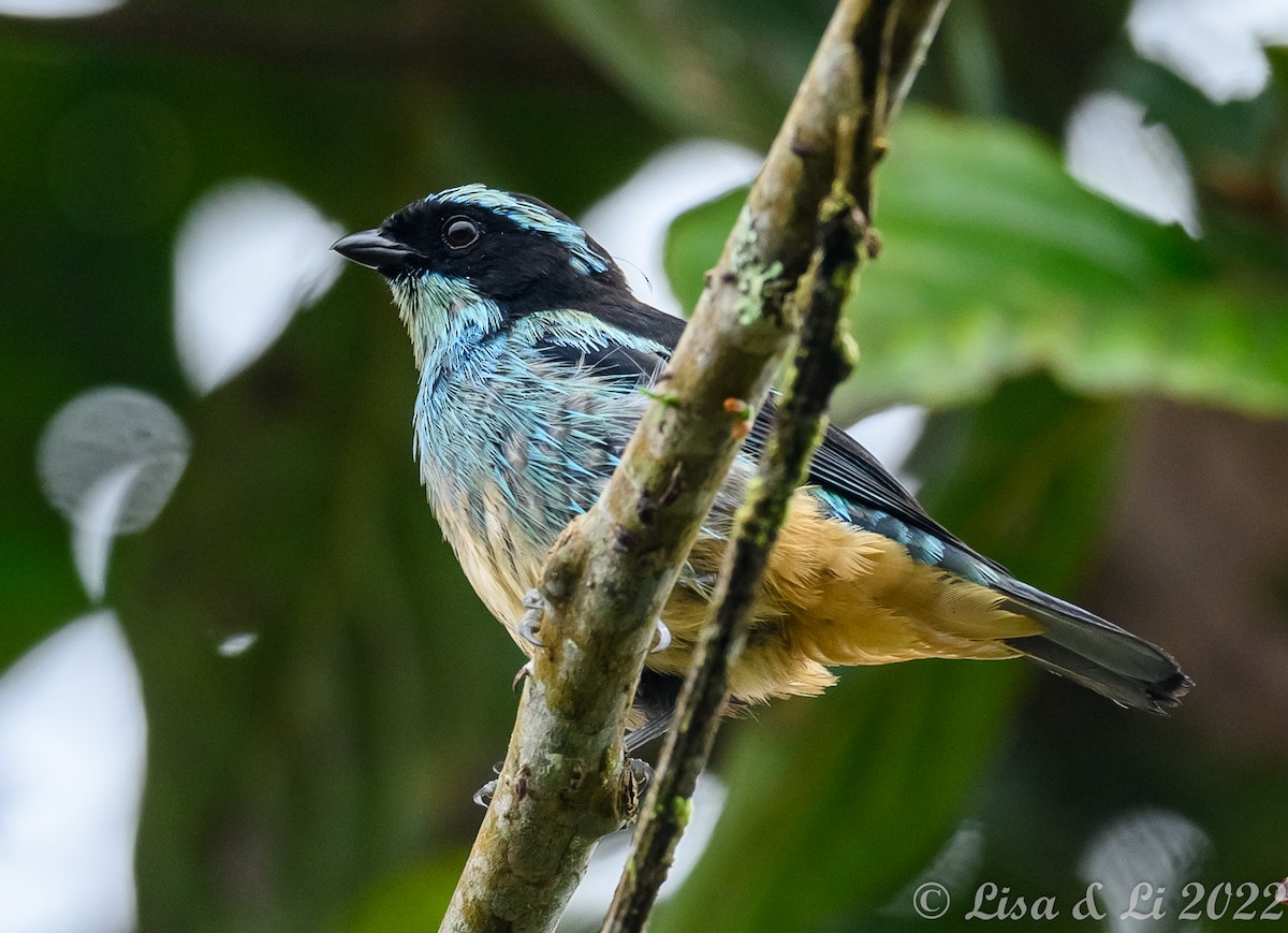 Blue-browed Tanager - ML435229511