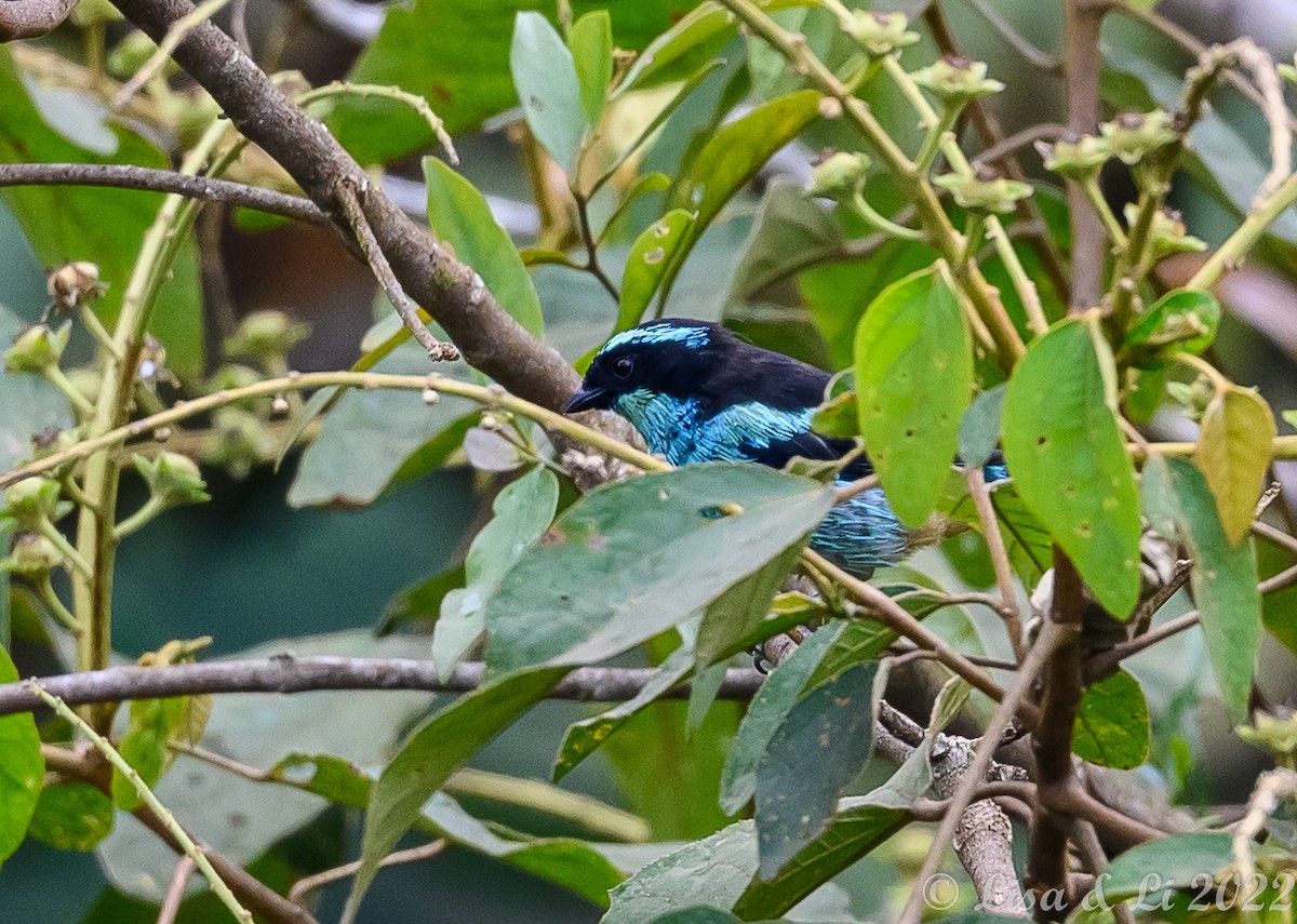Blue-browed Tanager - ML435229621