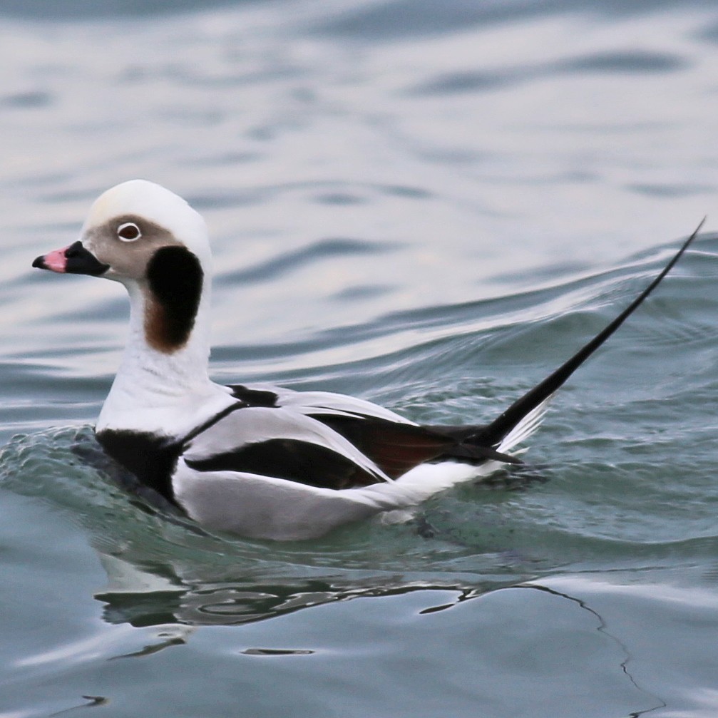 Long-tailed Duck - William Keim
