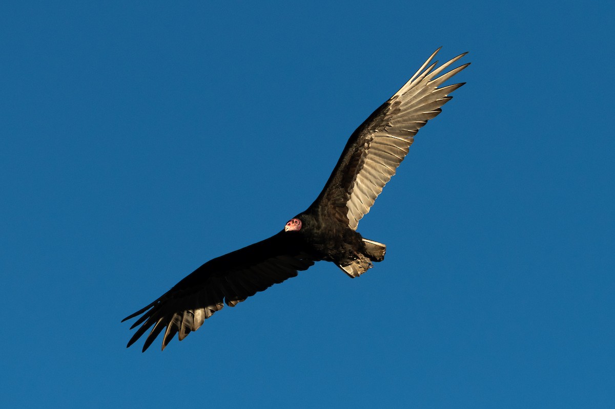 Turkey Vulture - ML435234441