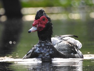 Muscovy Duck (Domestic type), ML435235321