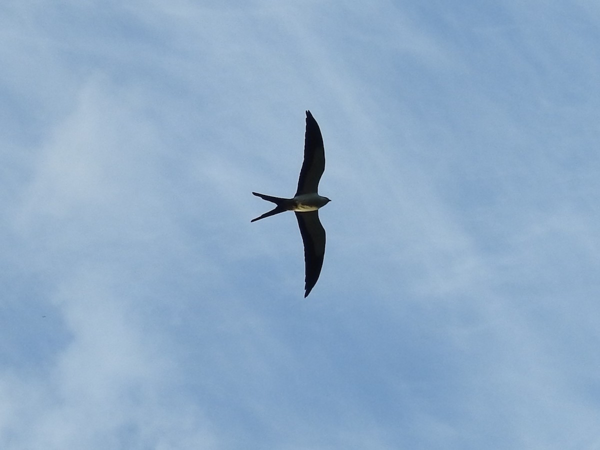 Swallow-tailed Kite - Jeffrey Gammon