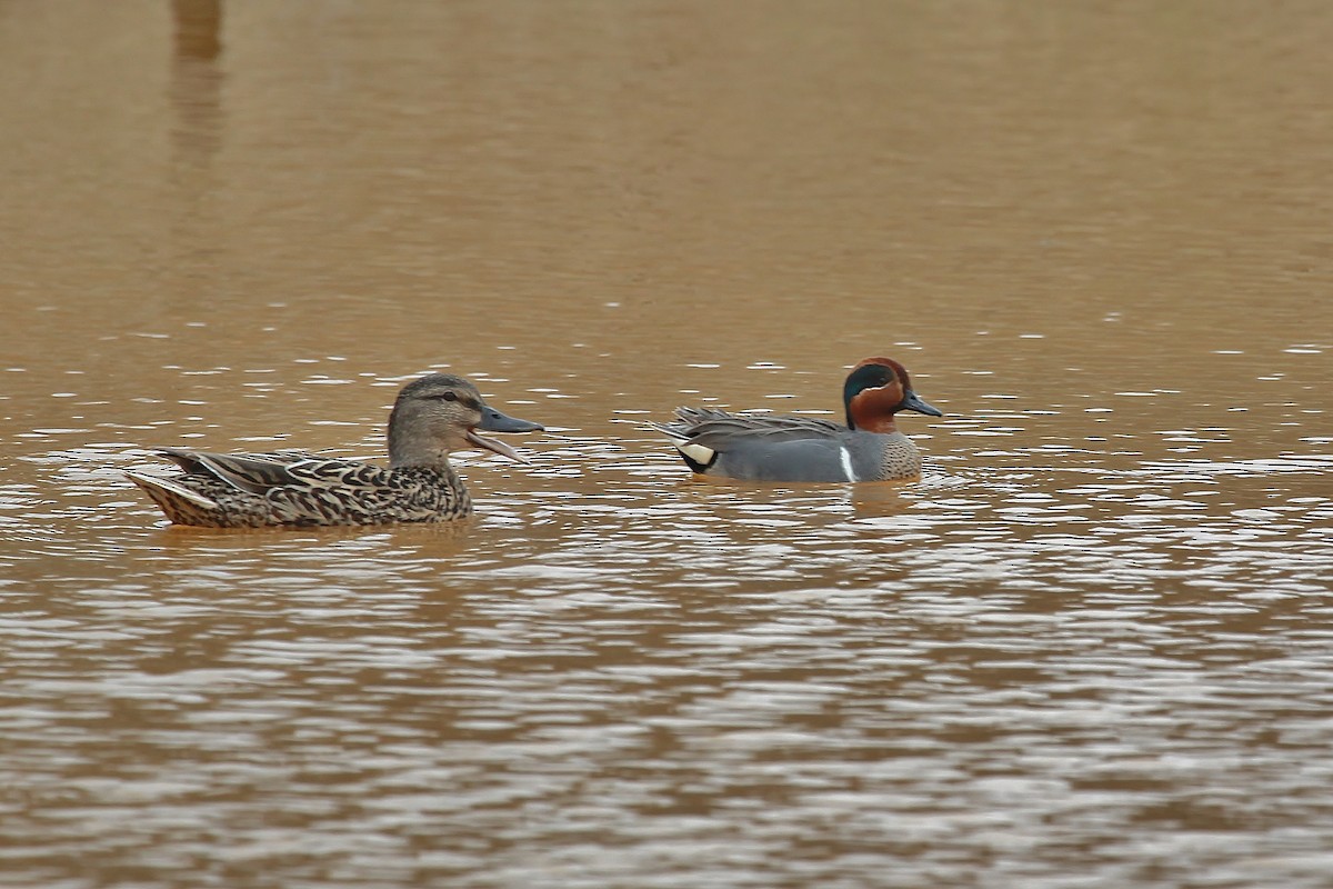 Green-winged Teal - ML435238451