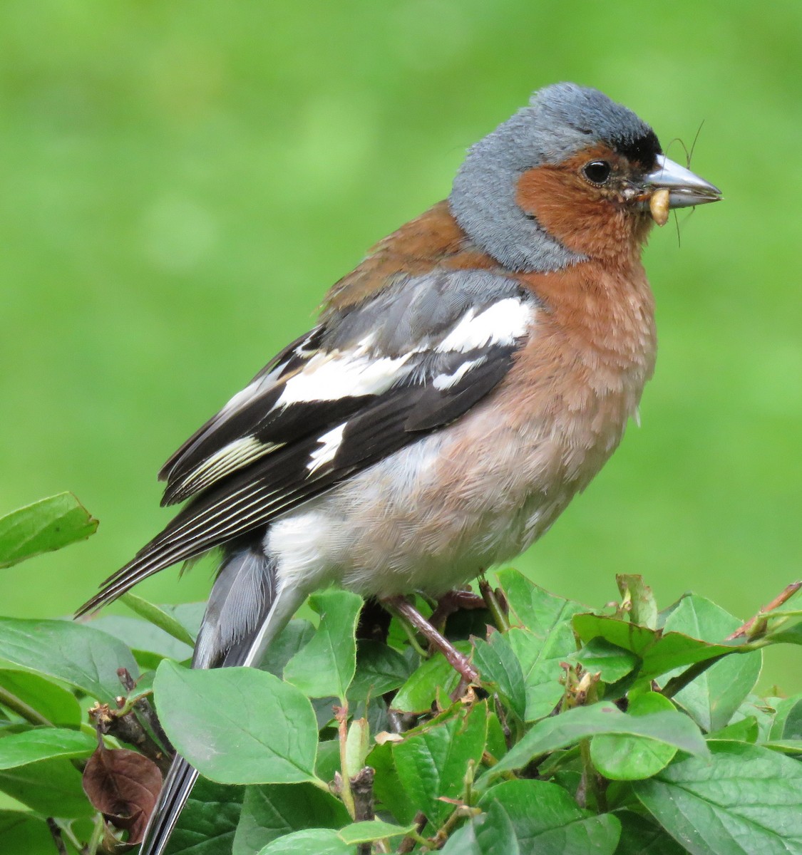Common Chaffinch - Keith Gregoire