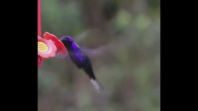 kolibřík fialkový - ML435245381