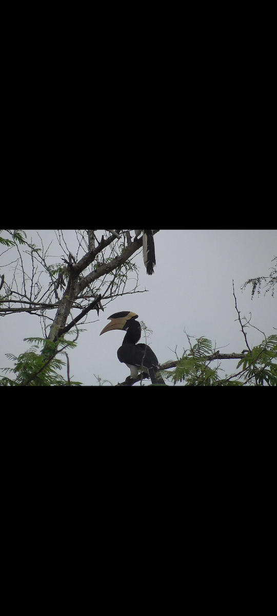 Malabar Pied-Hornbill - Arun George