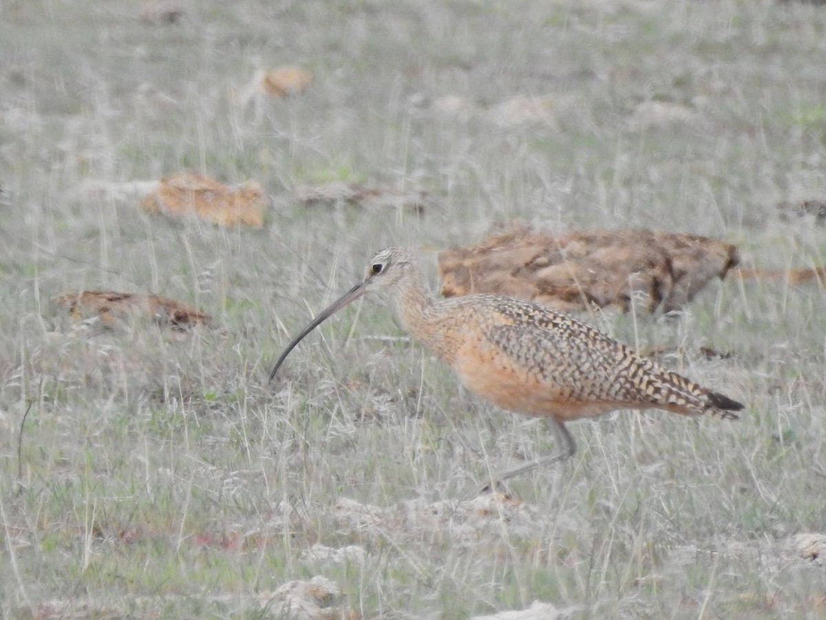 Long-billed Curlew - ML435253131