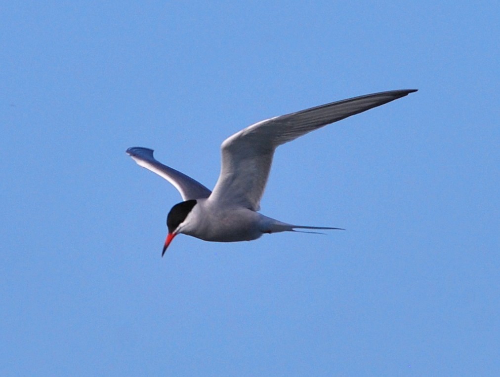 Common Tern - Keith Gregoire