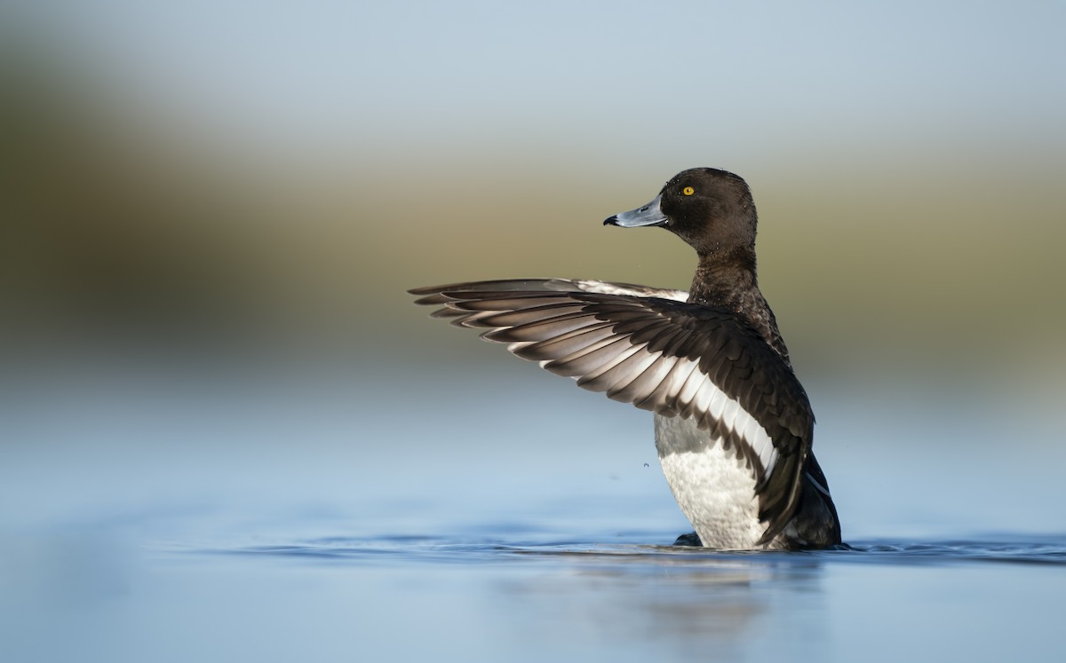 Tufted Duck - ML435267941