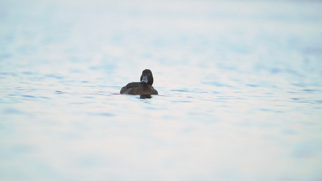 Tufted Duck - ML435268141