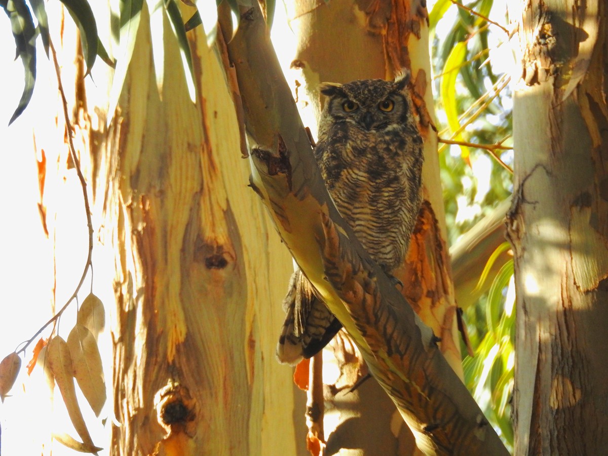 Lesser Horned Owl - mark smith