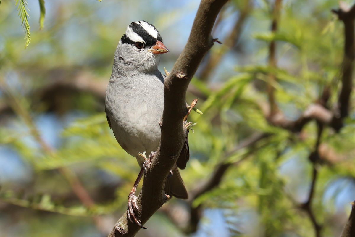 White-crowned Sparrow (Dark-lored) - ML435272781