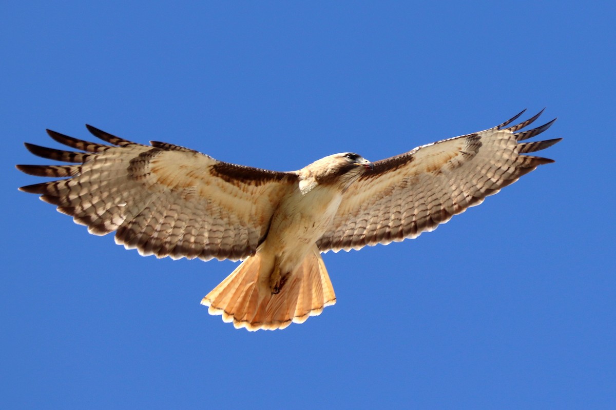 Red-tailed Hawk - ML435272801