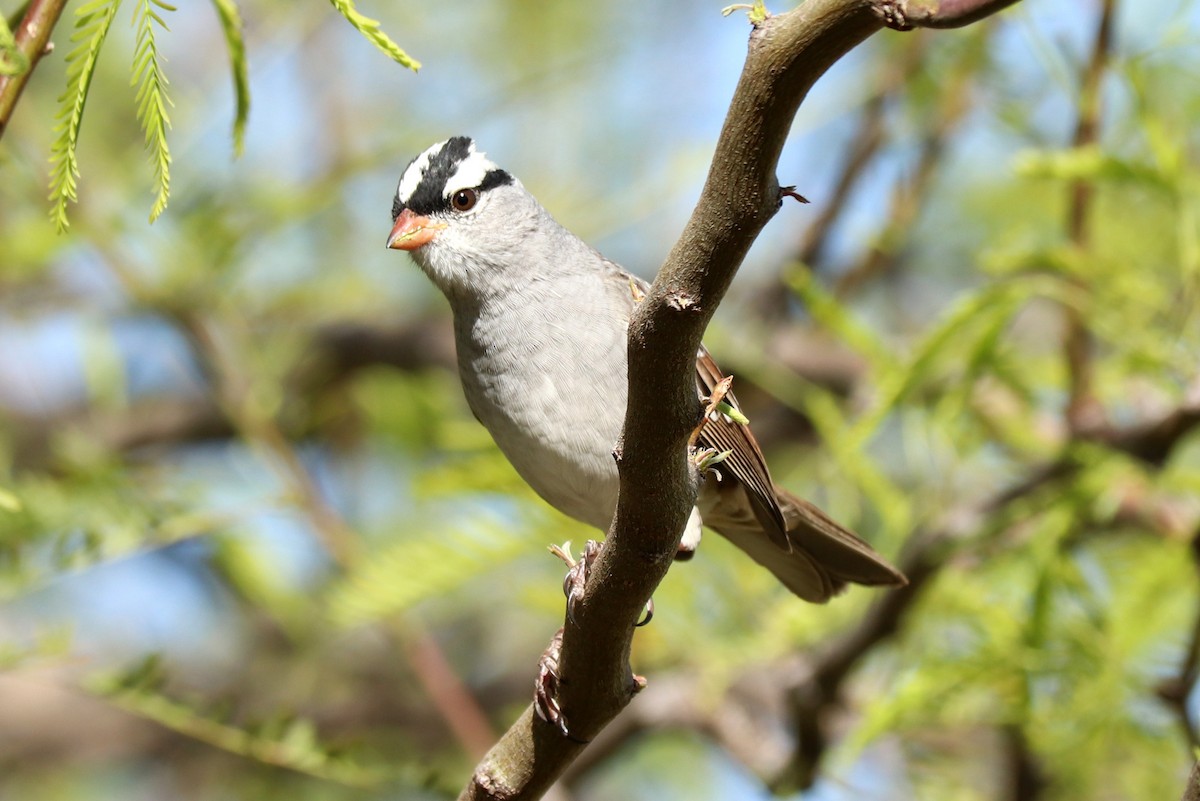 White-crowned Sparrow (Dark-lored) - ML435272821
