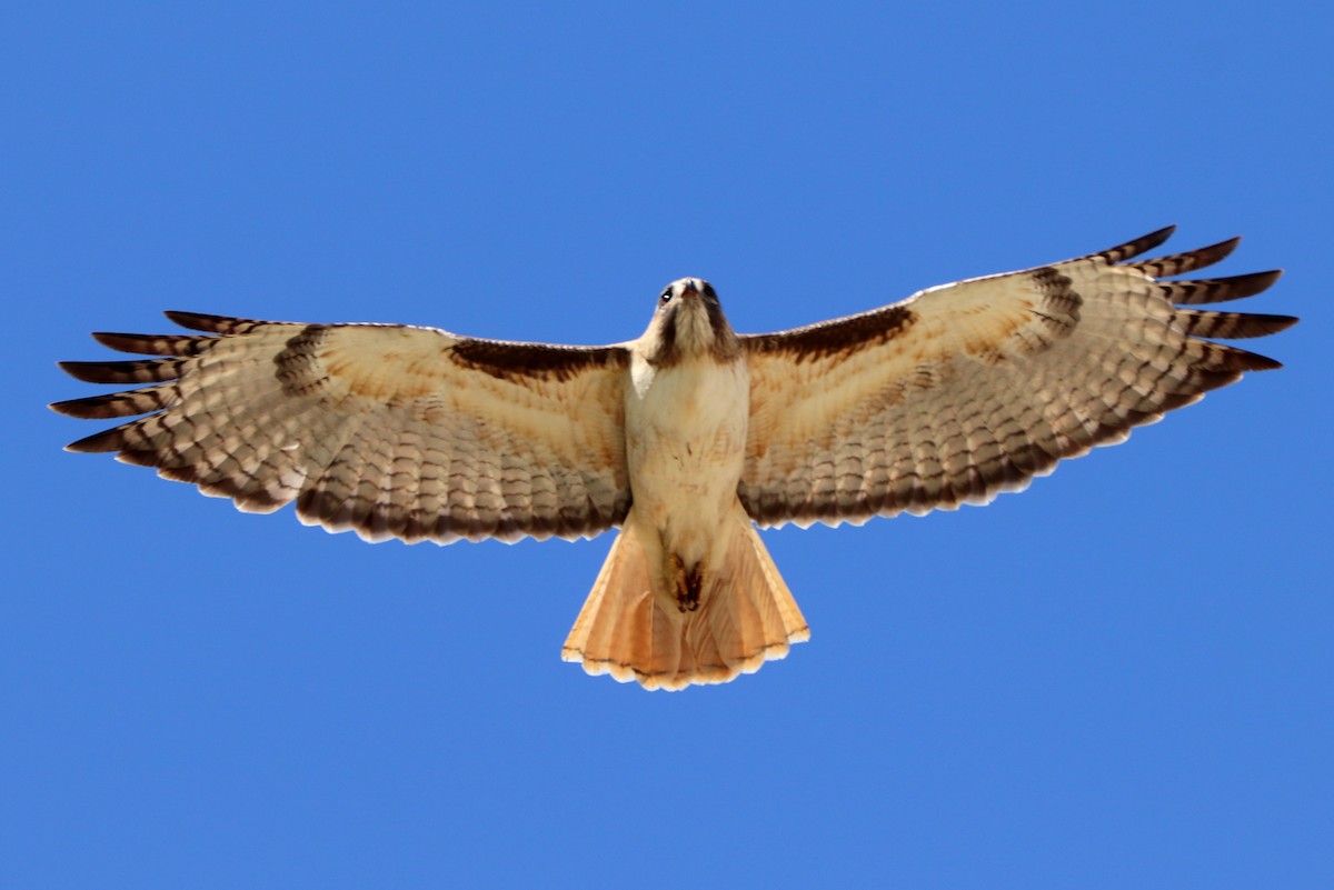 Red-tailed Hawk - ML435272841