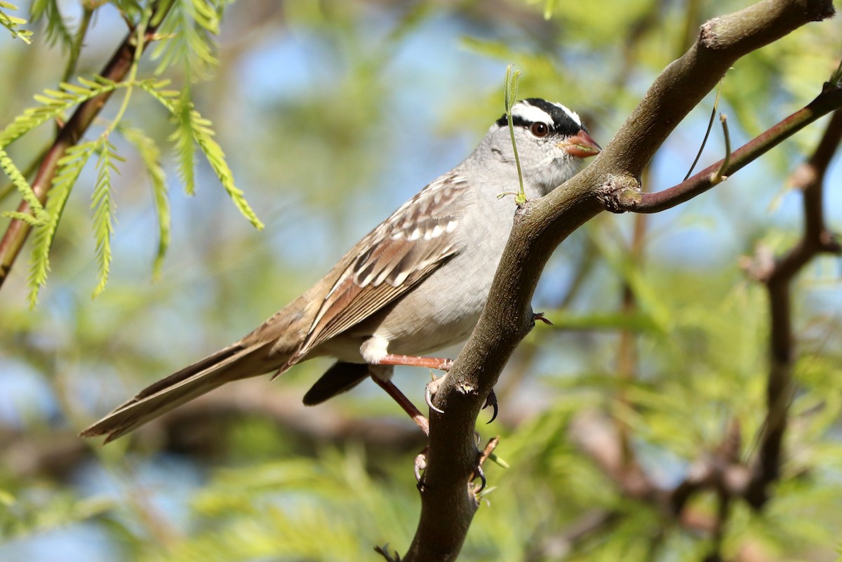 White-crowned Sparrow (Dark-lored) - Andrew Core