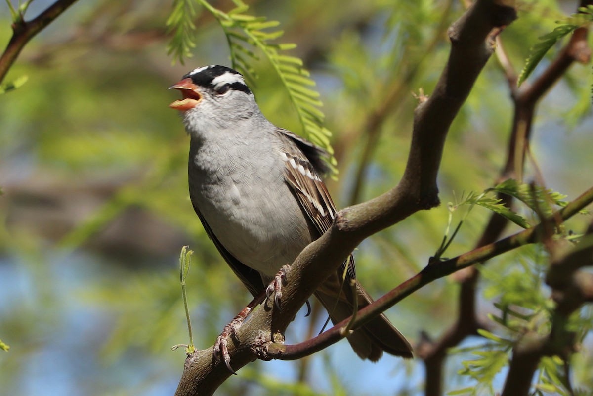 White-crowned Sparrow (Dark-lored) - Andrew Core
