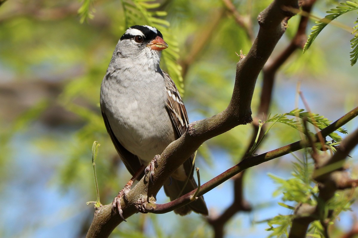 White-crowned Sparrow (Dark-lored) - ML435272901