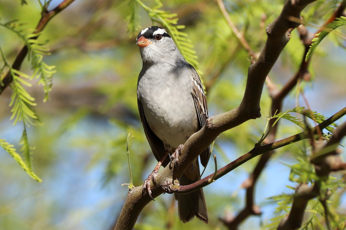 White-crowned Sparrow (Dark-lored) - ML435272931
