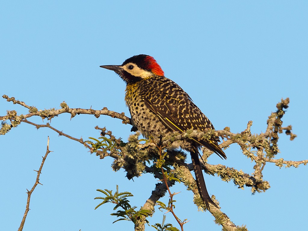 Green-barred Woodpecker - ML43527561