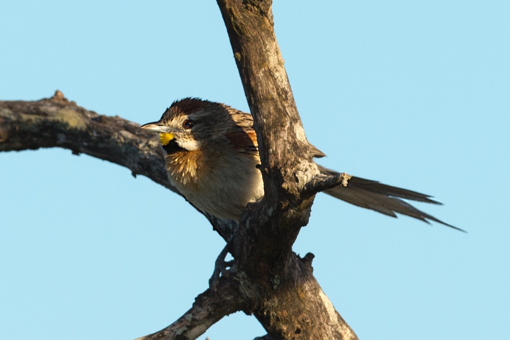 Chotoy Spinetail - ML43527611