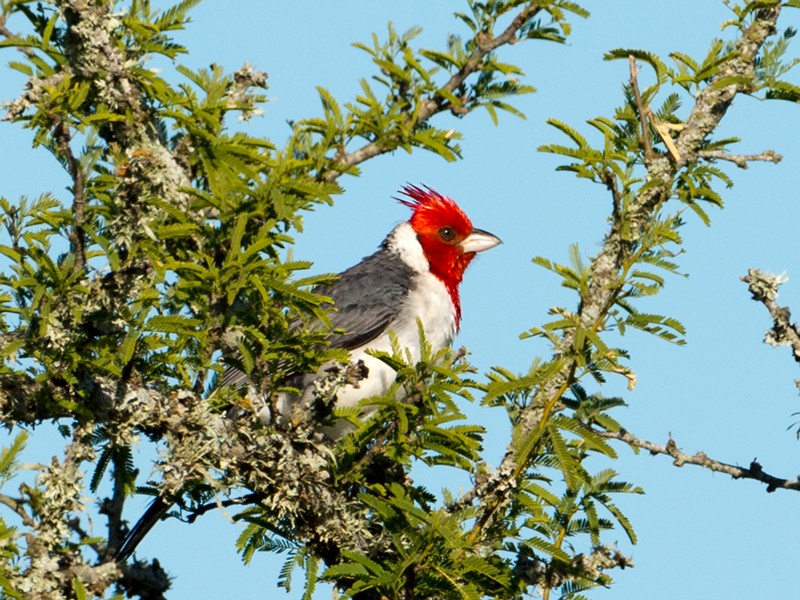 Red-crested Cardinal - ML43527731