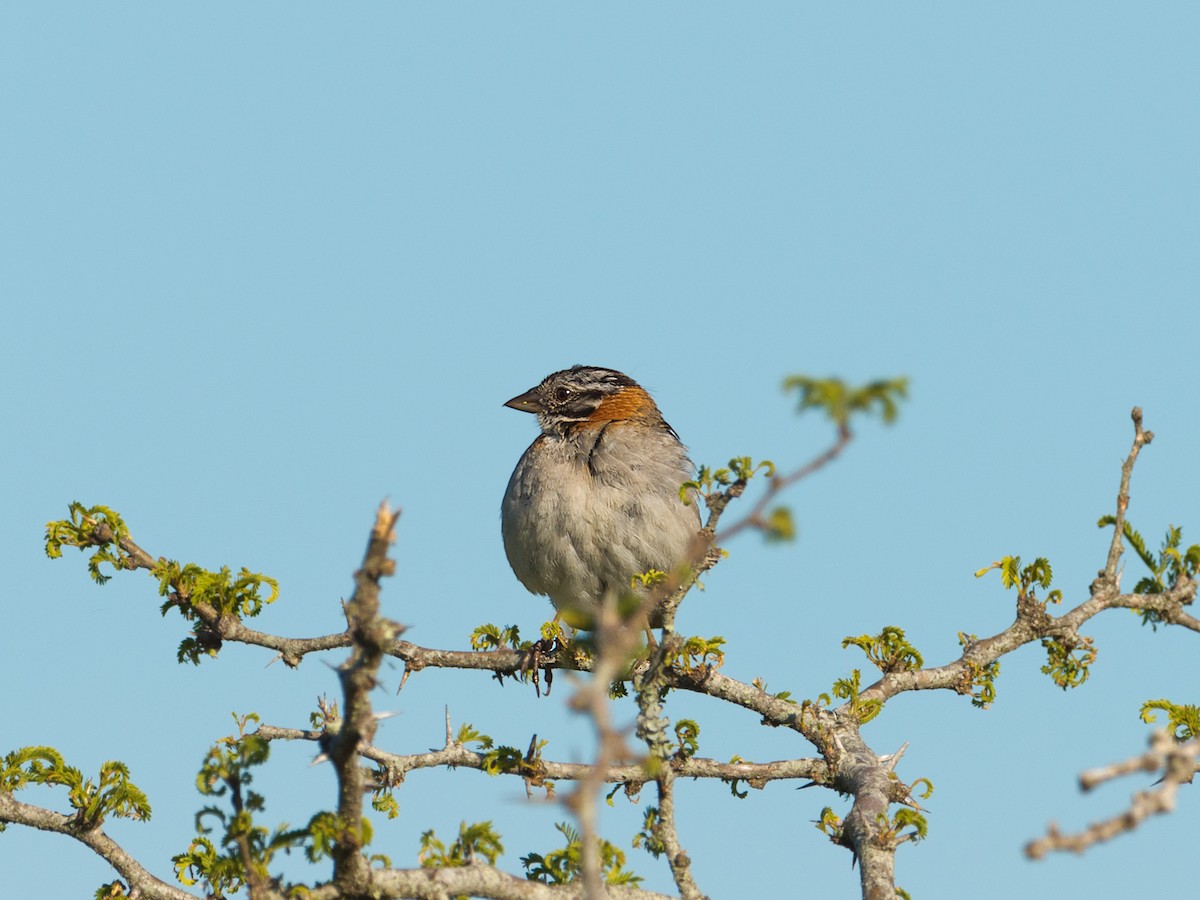 Rufous-collared Sparrow - ML43527851