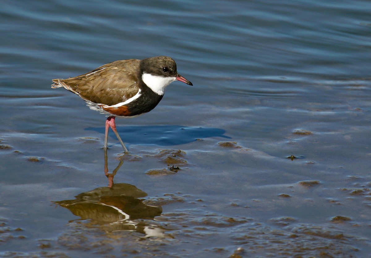 Red-kneed Dotterel - ML435279491