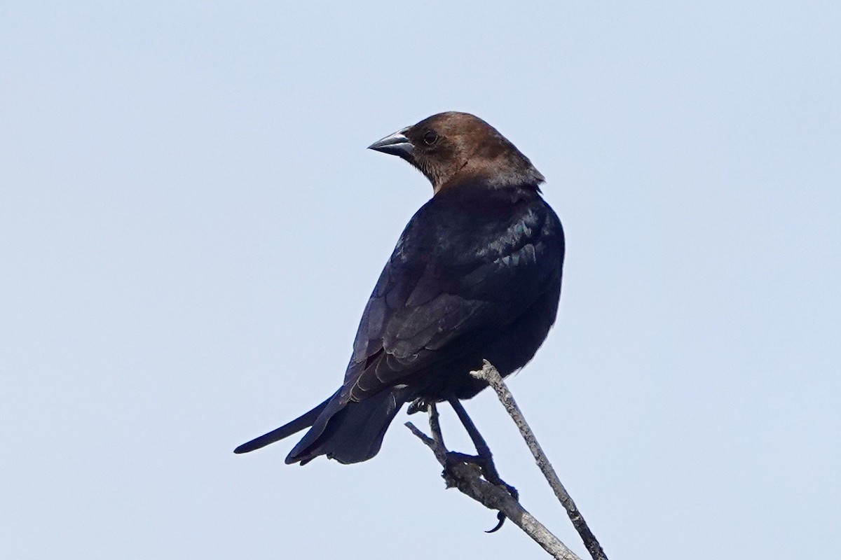 Brown-headed Cowbird - ML435284751