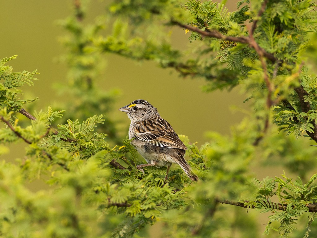 Grassland Sparrow - ML43528881