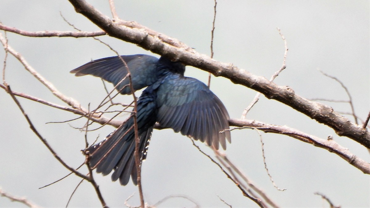Square-tailed Drongo-Cuckoo - ML435289051
