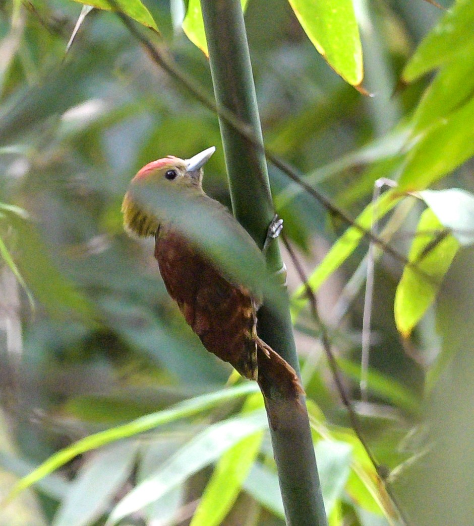 Pale-headed Woodpecker - Subharanjan Sen