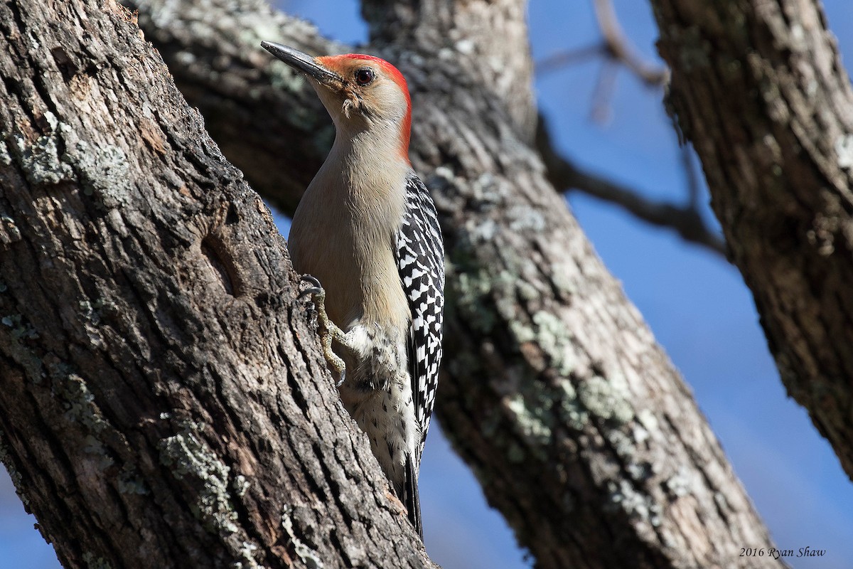 Red-bellied Woodpecker - ML43529381