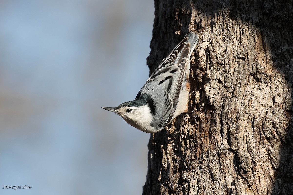 White-breasted Nuthatch (Eastern) - ML43529551