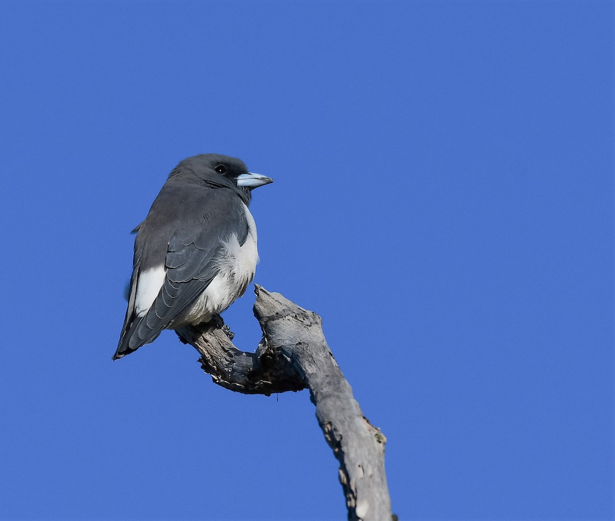 White-breasted Woodswallow - ML435296911