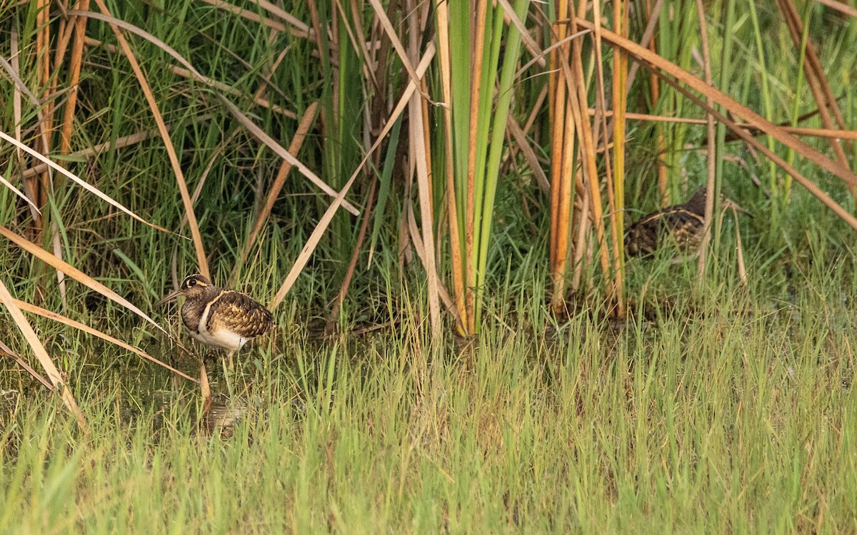 Greater Painted-Snipe - ML435297131